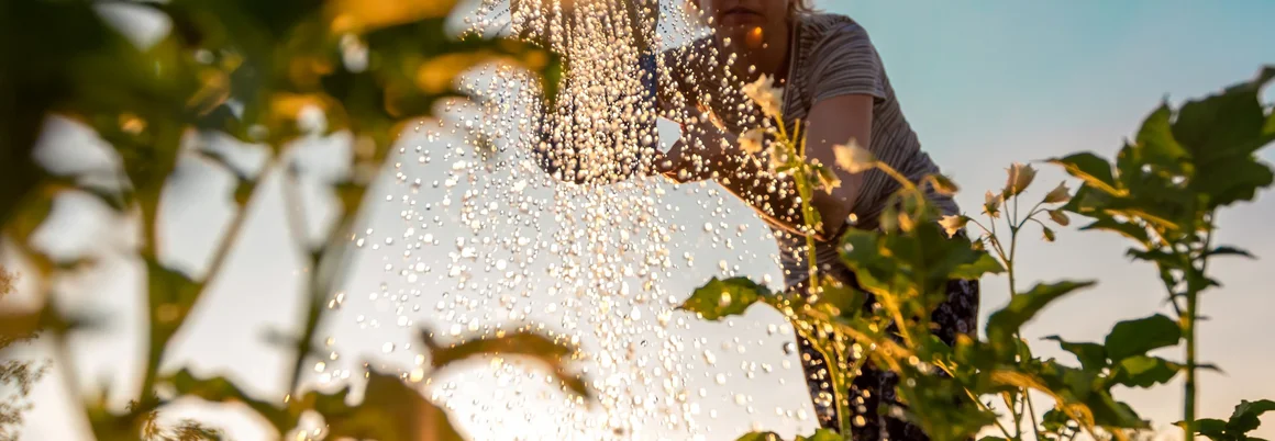 Person gießt Pflanzen mit Gießkanne